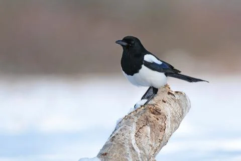 Magpie Stock Photos