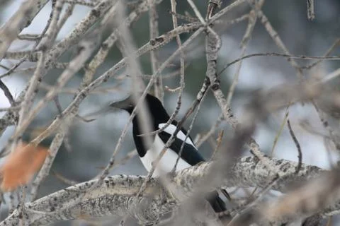 Magpie Stockfoto's