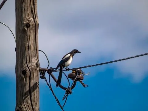 Magpie Foto stock