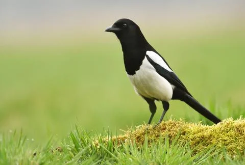 Magpie Stock Photos