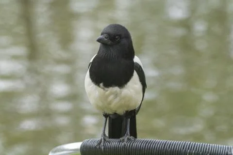 Magpie Stock Photos