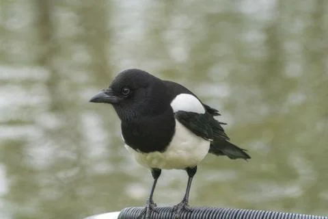 Magpie Stock Photos