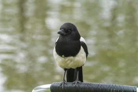 Magpie Stock Photos