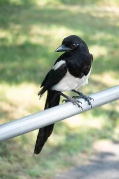 Magpie Stock Photos