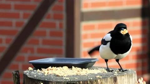 Magpie pica pica closeup eats bread Stock Footage 226965219
