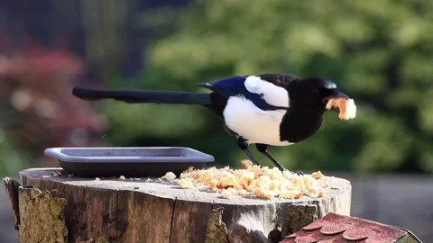Magpie pica pica closeup eats bread Video stock 246269904