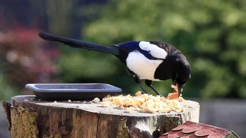 Magpie pica pica closeup eats bread Stock Footage 246283673