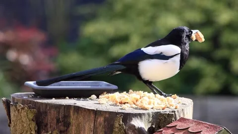 Magpie pica pica closeup eats bread Stock Footage 246295134
