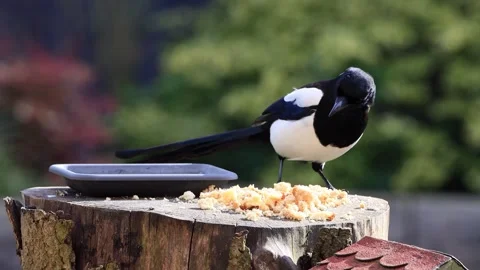 Magpie pica pica closeup eats bread Stock Footage 290525149