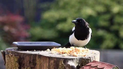 Magpie pica pica closeup eats bread Stock Footage 290563402