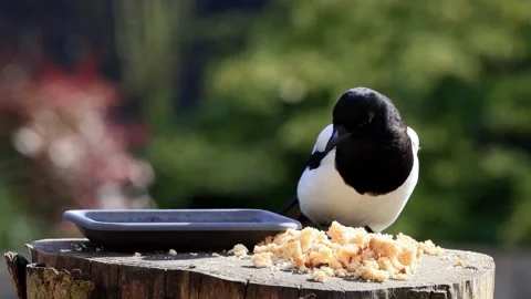 Magpie pica pica eats bread Stock Footage 214918113
