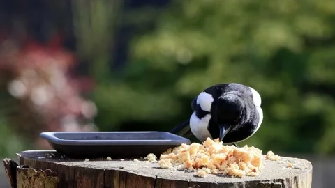 Magpie pica pica eats bread Stock Footage 218705977