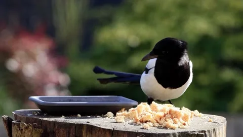 Magpie pica pica eats bread Stock Footage 221394787