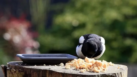 Magpie pica pica eats bread Stock Footage 221408500