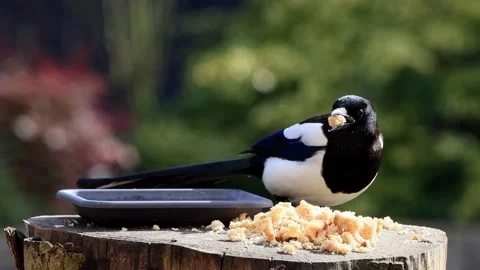 Magpie pica pica eats bread Stock Footage 226913112