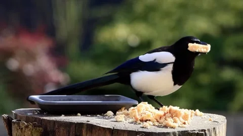 Magpie pica pica eats bread Stock Footage 261989832