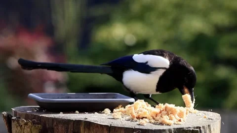Magpie pica pica eats bread Stock Footage 262031898