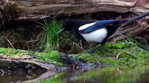 Magpie - pica pica Stock Footage 45137331
