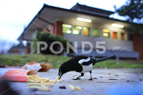 Magpie (pica pica) Stock Photos