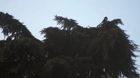 Magpie on the pine tree. Slow motion 4K 库存影片 148326884