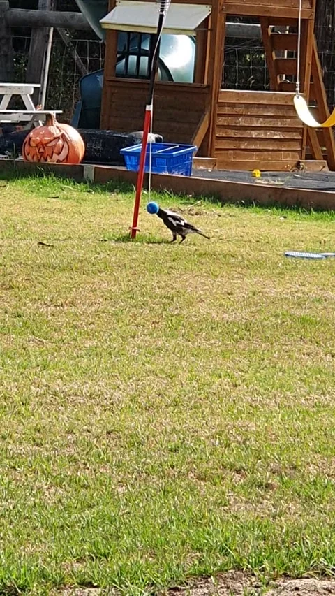 Magpie Playing Swing Ball, Traralgon, Victoria, Australia - 14 Feb 2025 Stock Footage 303174235