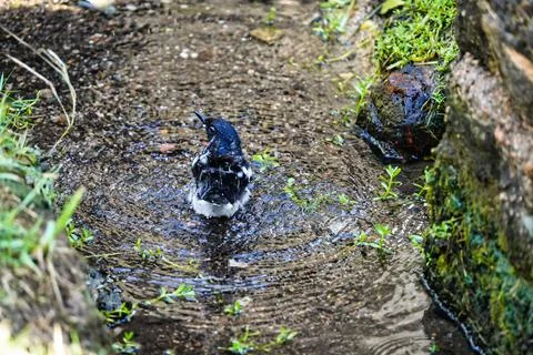 A Magpie playing water in a stream Stock Photos