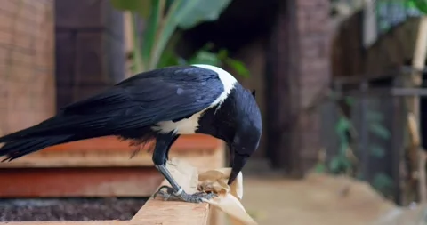 Magpie pulls paper from trash can, carries in beak, highlighting pollution issue Stock Footage 260730690