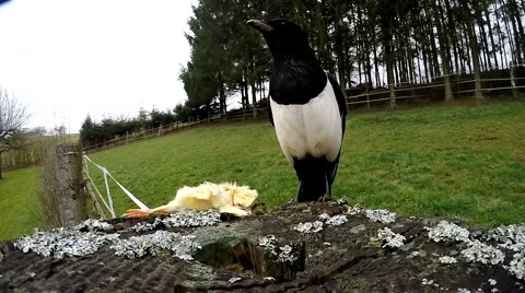 Magpie on a rainy day Vídeos de archivo 62928942