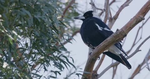 Magpie Resting on High Tree Branch  Stock Footage 317869811