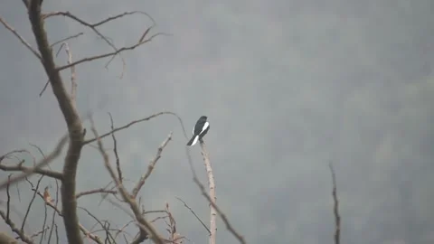 An Magpie Robin bird on a branch Stock Footage 273494420
