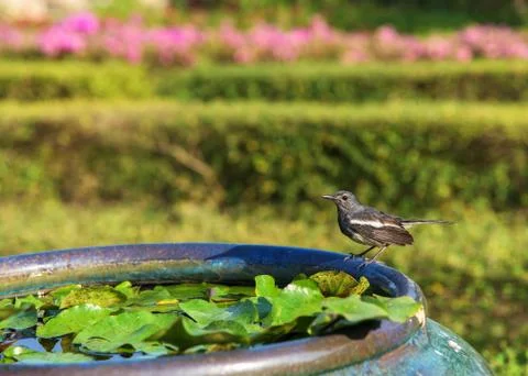 Magpie-robin bird Stock Photos