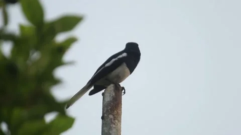 Magpie Robin Black and white bird sitting and calling with sound Video stock 340002037