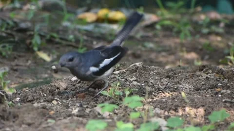 A magpie robin caught a larva Stock Footage 273031464