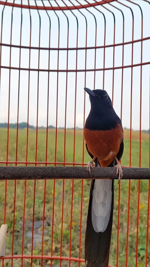 Magpie robin Stock Footage 287456350