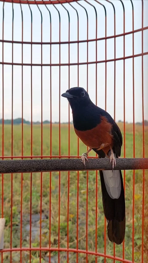 Magpie robin Stock Footage 287456381