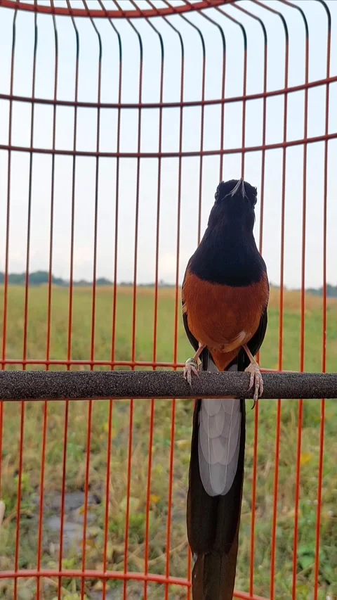 Magpie robin Stock Footage 287456385
