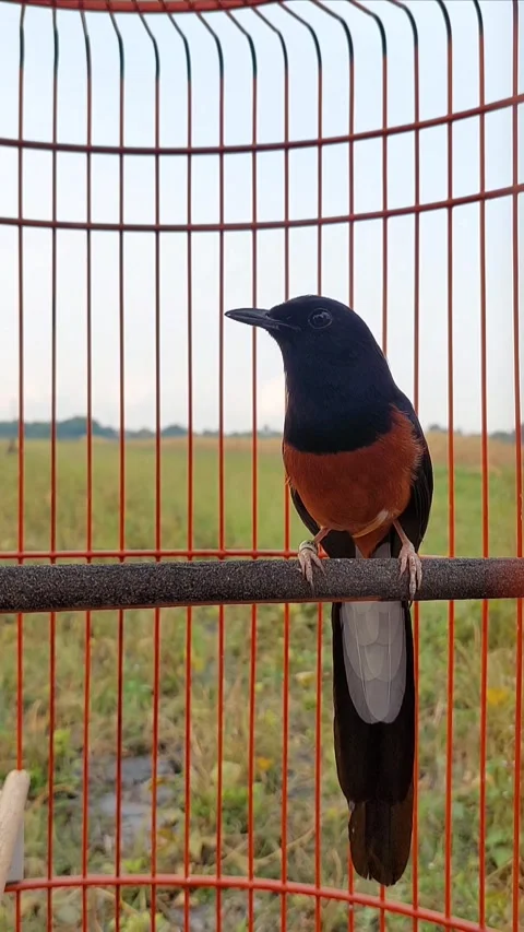 Magpie robin Stock Footage 287456401