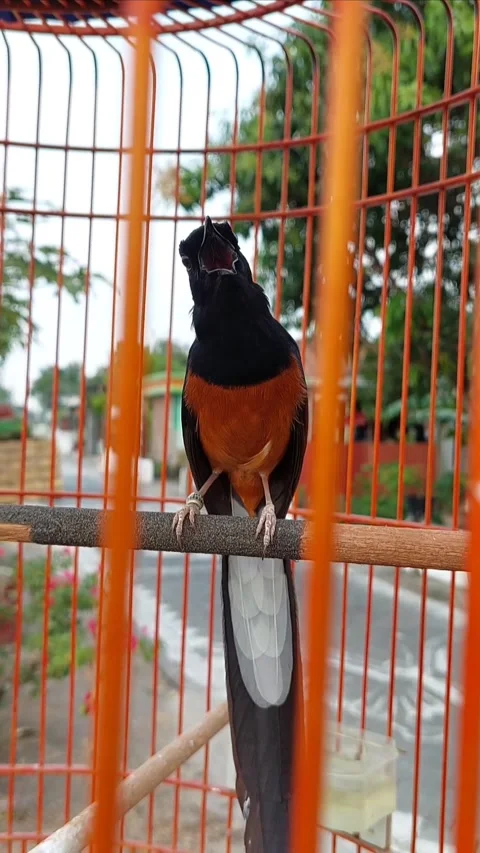 Magpie robin Stock Footage 287456421
