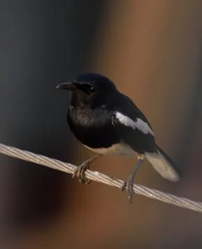 Magpie robin Stock Photos