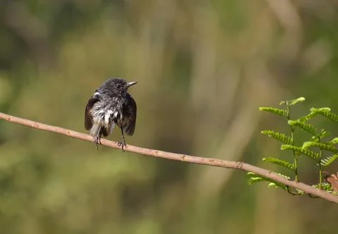 Magpie Robin Stock Photos