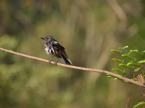Magpie Robin Stock Photos