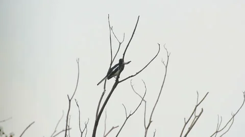 Magpie Robin sing on the branch Vidéo 67807483