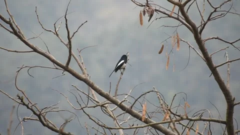 A magpie robin in tree branch Stock Footage 273033671