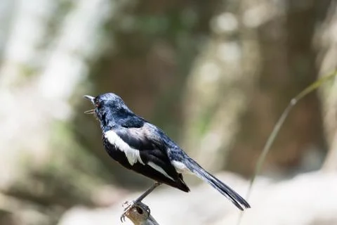 Magpie robin while on a tree branch looking for food isolated Stock Photos