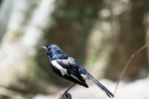 Magpie robin while on a tree branch looking for food isolated Stock Photos