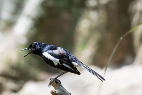 Magpie robin while on a tree branch looking for food isolated Stock Photos