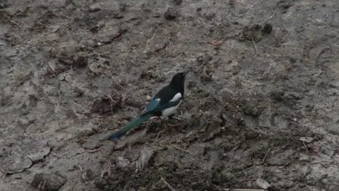 Magpie searching for nesting material on a bare earth construction site, magp 動画素材 311056961