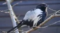 Magpie Shrike bird sitting close up on leafless branches 4k or 4k+ Resolution