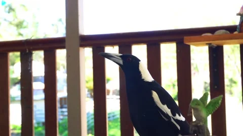 Magpie sings to another parrot Stock Footage 315427353
