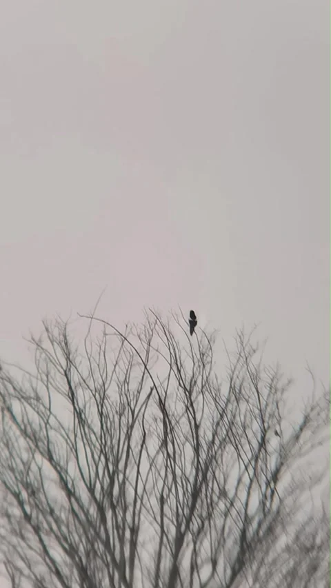 Magpie Sits on Bare Tree Branches Against Overcast Winter Sky, Beijing, China Vídeos de archivo 337386797